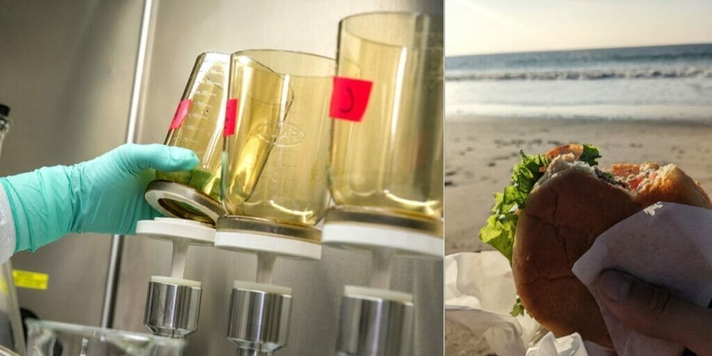 Fish burger made in the laboratory