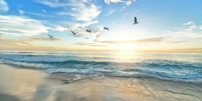 birds flying over the beach