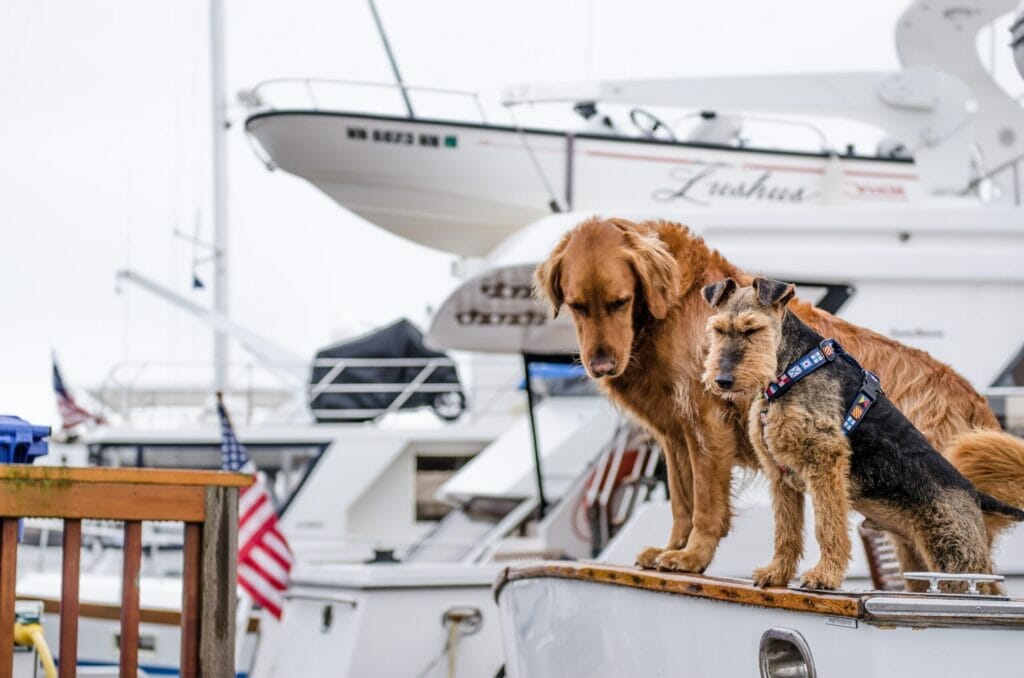 two dogs sitting on a boat