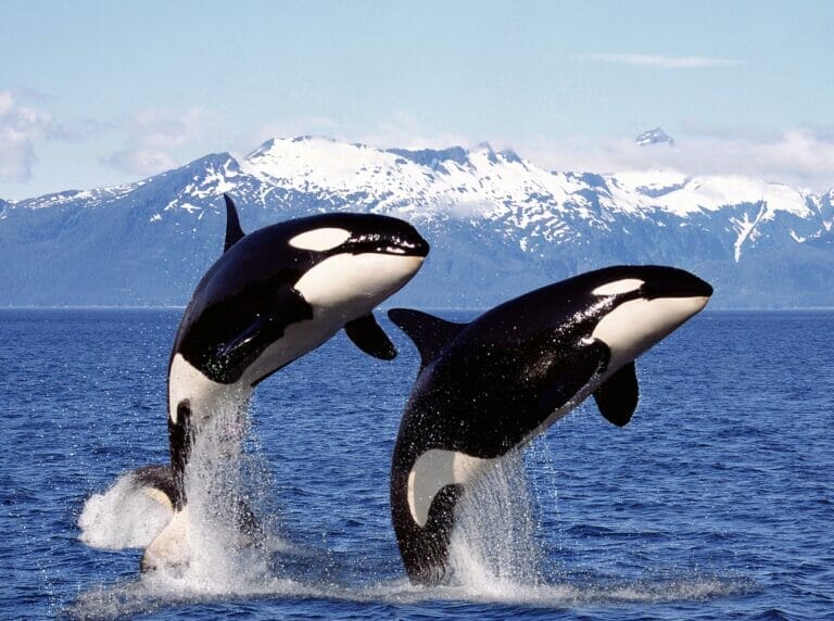 Two killer whales jumping out of the water, in the background snowy mountains