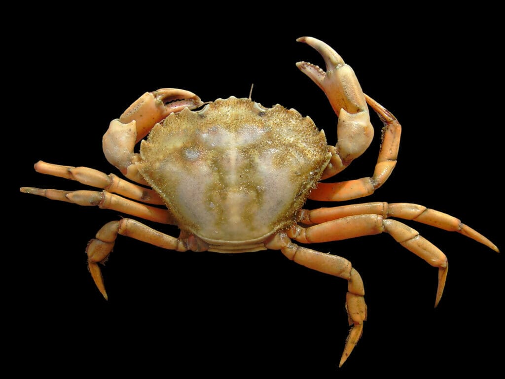 Carcinus maenas, also known as European Green Crab top view with black background