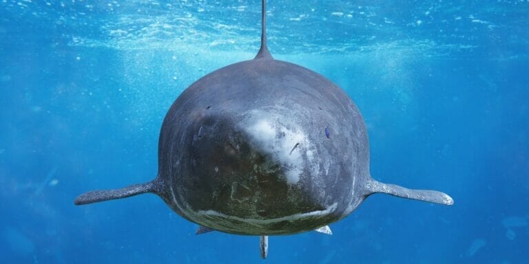 Greenland shark encounter in which the shark looks directly into the camera