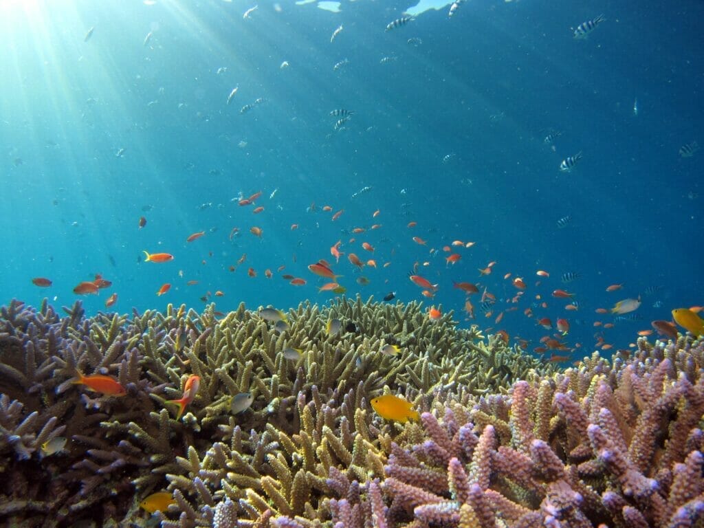 underwater footage of beautiful coral reef