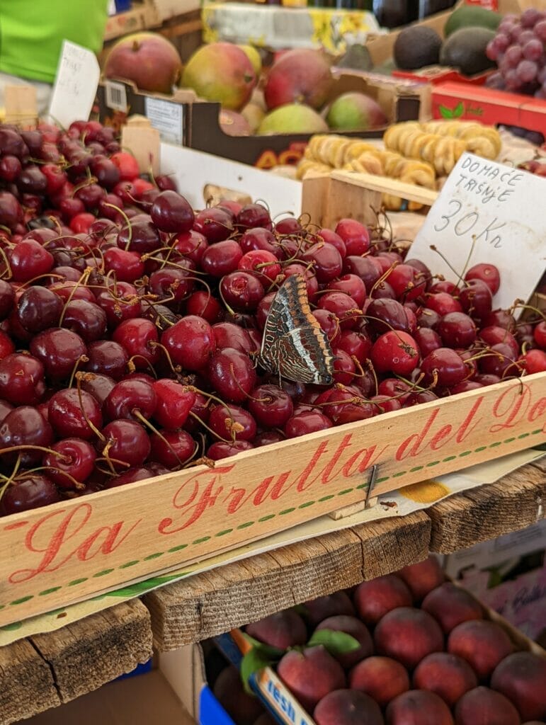 cherries on a local market in Croatia. On the cherries sits a beautiful butterfly.