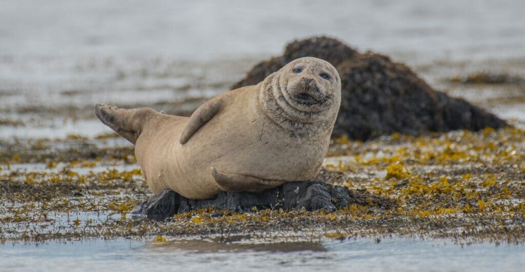 seal in iceland looking funny in the camera