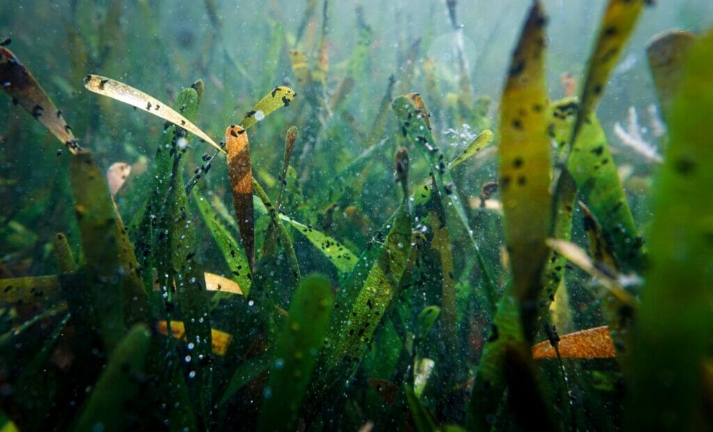 close shot of seagrass underwater