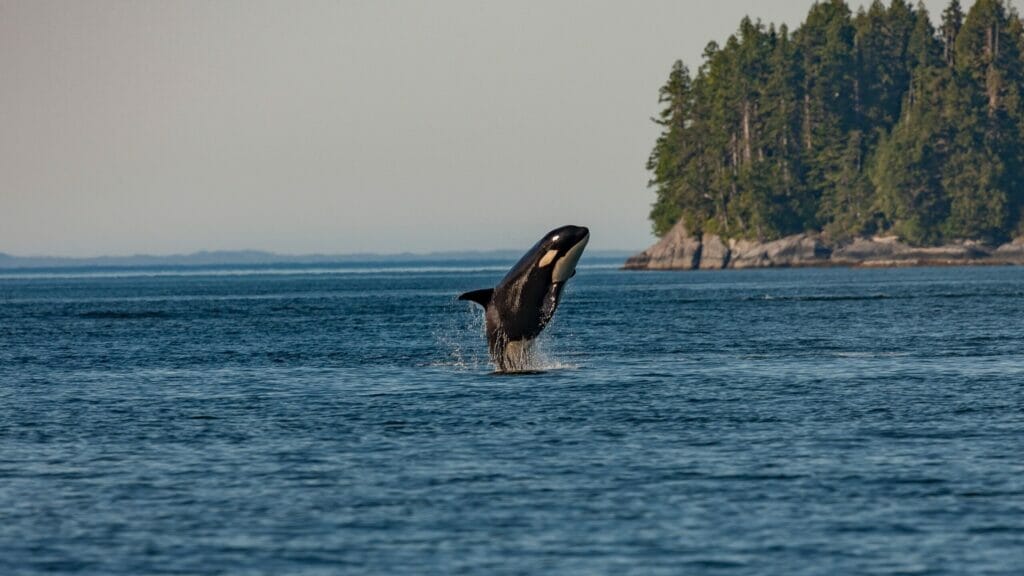 Orca jumping out of the water in British Columbia